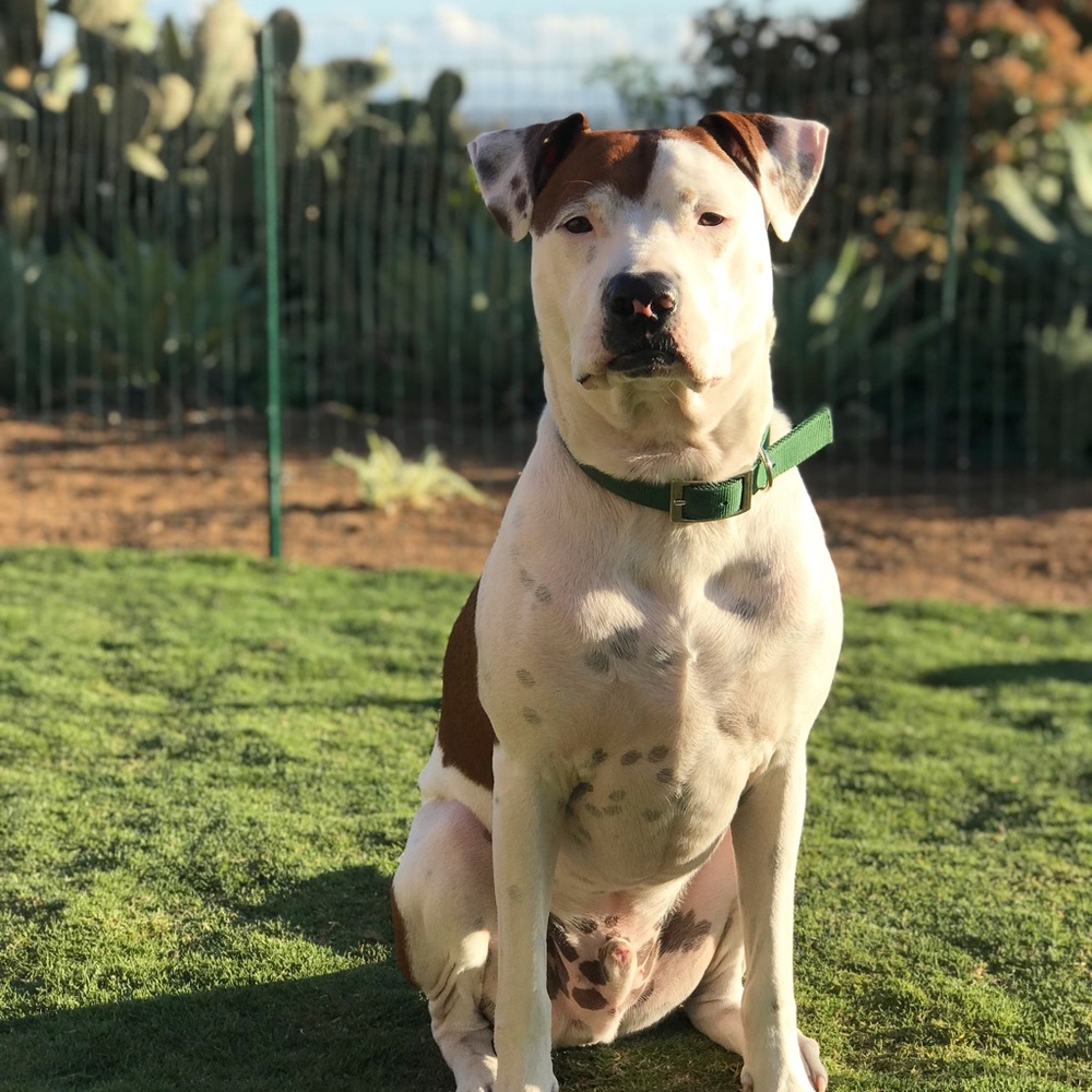 Meet your Posher, Carlos